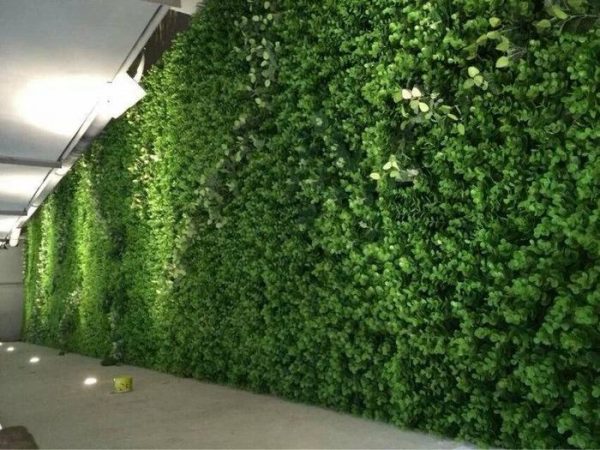 garden wall/стена из растений/bitkilərdən divar/